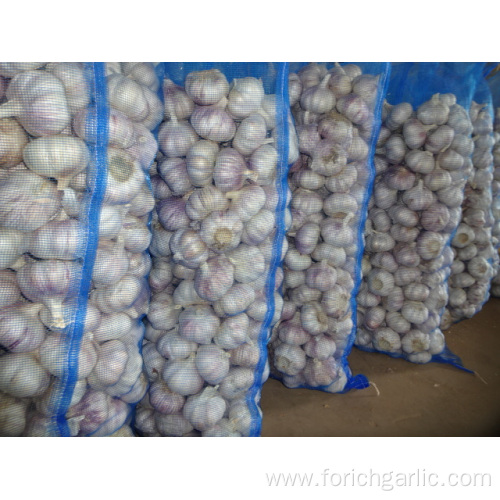 Best Quality Normal Garlic Crop 2019